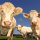 Dem tax scheme slaps farmers with $6500-per-cow Fart Tax